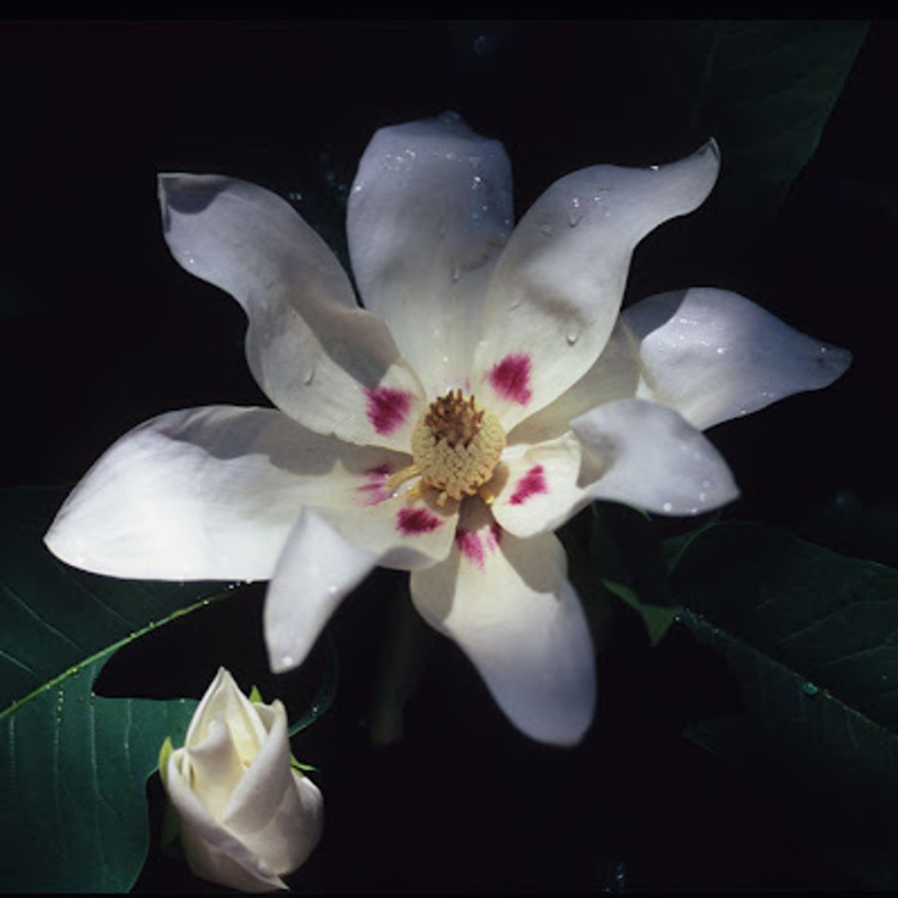Meet your Posher, Flower